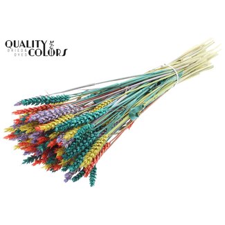 QC Dried Wheat "Colourful 5" | Colour: Mixed Colours | Triticum Dried Flowers | Length ± 60 centimetres | Weight 220 grams | Per bunch