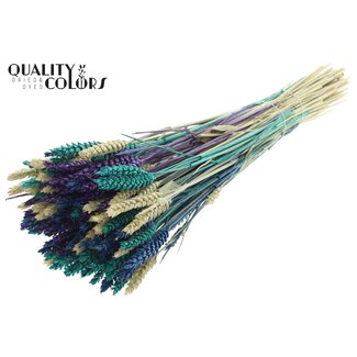 QC Getrockneter Weizen „Skandinavische Mischung“ | Farbe: Gemischte Farben | Triticum Trockenblumen | Länge ± 60 Zentimeter | Gewicht 220 Gramm | Pro Bund