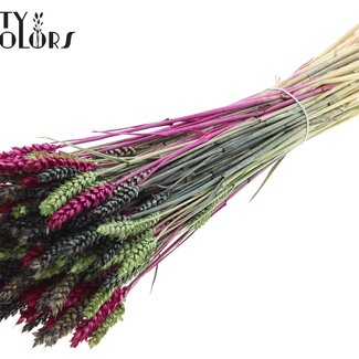 QC Getrockneter Weizen „Bunt 8“ | Farbe: Gemischte Farben | Triticum Trockenblumen | Länge ± 60 Zentimeter | Gewicht 220 Gramm | Pro Bund