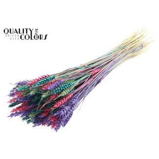 QC Dried Wheat “Colourful 7” | Colour: Mixed Colours | Triticum Dried Flowers | Length ± 60 centimetres | Weight 220 grams | Per bunch