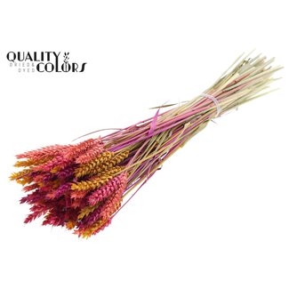 QC Dried Wheat “Colourful 10” | Colour: Mixed Colours | Triticum Dried Flowers | Length ± 60 centimetres | Weight 220 grams | Per bunch