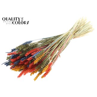 QC Getrockneter Weizen „Bunt 6“ | Farbe: Gemischte Farben | Triticum Trockenblumen | Länge ± 60 Zentimeter | Gewicht 220 Gramm | Pro Bund