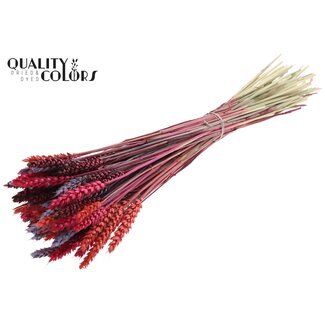 QC Getrockneter Weizen „Kleurrijk 9“ | Farbe: Gemischte Farben | Triticum Trockenblumen | Länge ± 60 Zentimeter | Gewicht 220 Gramm | Pro Bund
