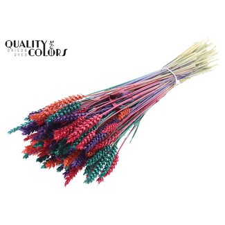 QC Getrockneter Weizen „Farbenfroh 4“ | Farbe: Gemischte Farben | Triticum Trockenblumen | Länge ± 60 Zentimeter | Gewicht 220 Gramm | Pro Bund