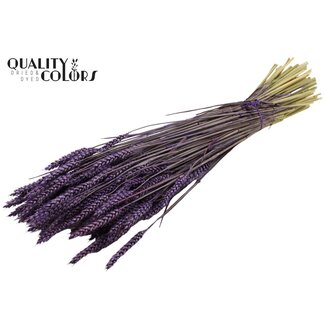 QC Getrockneter Weizen | Farbe: Lila | Triticum Trockenblumen | Länge ± 60 Zentimeter | Gewicht 220 Gramm | Pro Bund