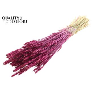 QC Getrockneter Weizen | Farbe: Fliederfarben | Triticum Trockenblumen | Länge ± 60 Zentimeter | Gewicht 220 Gramm | Pro Bund
