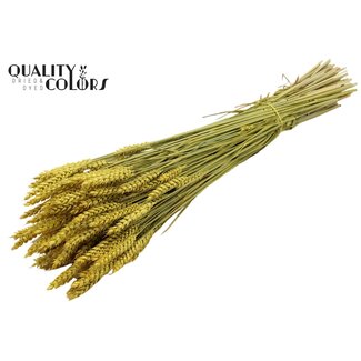 QC Getrockneter Weizen | Farbe: Gelb | Triticum Trockenblumen | Länge ± 60 Zentimeter | Gewicht 220 Gramm | Pro Bund