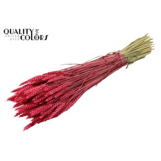 QC Getrockneter Weizen | Farbe: Kirschfarben | Triticum Trockenblumen | Länge ± 60 Zentimeter | Gewicht 220 Gramm | Pro Bund