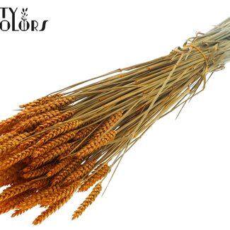 QC Blé Séché | Couleur : Abricot | Triticum Fleurs Séchées | Longueur ± 60 centimètres | Poids 220 grammes | Par bouquet