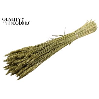QC Getrockneter Weizen | Farbe: Olivgrün | Triticum Trockenblumen | Länge ± 60 Zentimeter | Gewicht 220 Gramm | Pro Bund