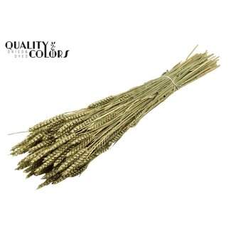 QC Gedroogde Tarwe | Kleur: Antiek Groen | Triticum Droogbloemen | Lengte ± 60 centimeter | Gewicht 220 gram | Per bos