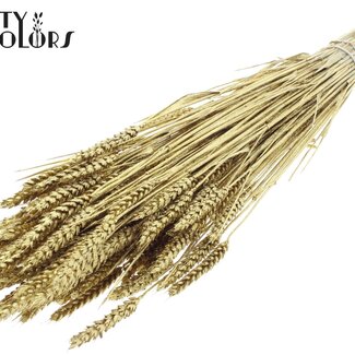 QC Gedroogde Tarwe | Kleur: Goudkleurig + Glitter | Triticum Droogbloemen | Lengte ± 60 centimeter | Gewicht 220 gram | Per bos