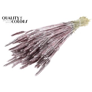 QC Getrockneter Weizen | Farbe: Champagnerfarben + Glitzer | Triticum Trockenblumen | Länge ± 60 Zentimeter | Gewicht 220 Gramm | Pro Bund