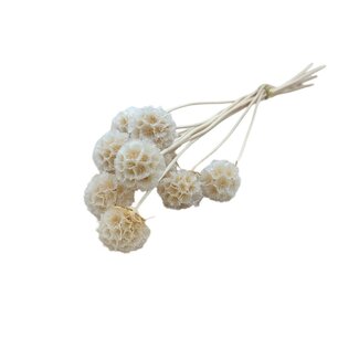 Casa Alegria Weiß gebleichte Scabiosa Trockenblumen | Länge ± 30 Zentimeter | Pro 10 Stiele