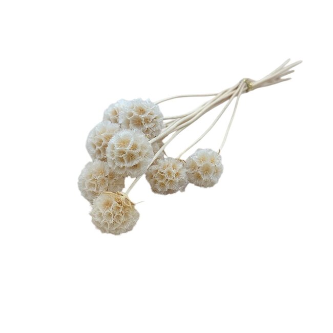 Scabiosa séchées blanchies | Longueur ± 30 centimètres | Par 10 tiges