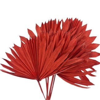 Dutch Dried Red Palm Leaf Sun | Length ± 45 centimetres | Weight ± 90 grams | Per 5 stems