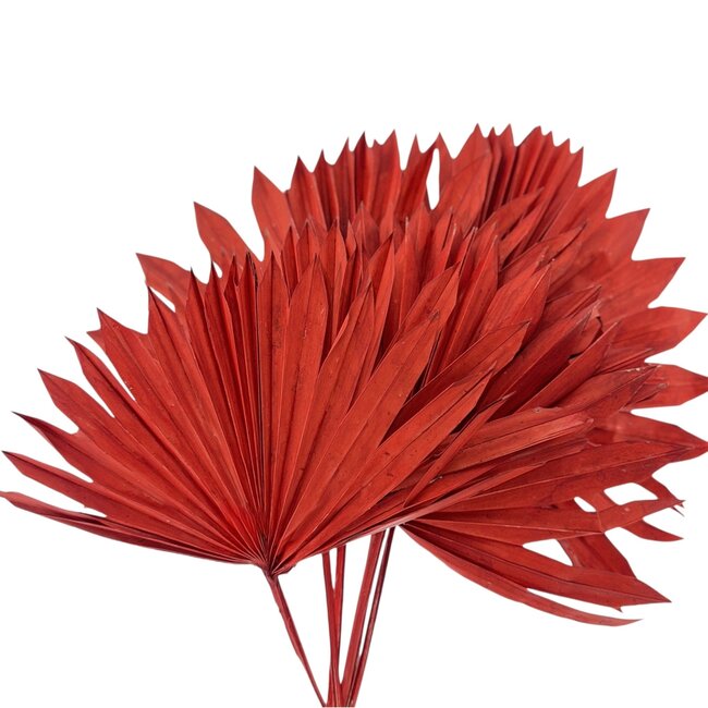 Rood Palmblad Sun | Lengte ± 45 centimeter | Gewicht ± 90 gram | Per 5 takken