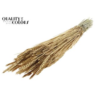 QC Getrockneter Weizen | Farbe: Antik Goldfarben + Glitzer | Triticum Trockenblumen | Länge ± 60 Zentimeter | Gewicht 220 Gramm | Pro Bund