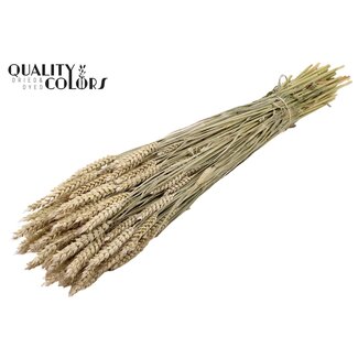 QC Getrockneter Weizen | Farbe: Frosted Weiß | Triticum Trockenblumen | Länge ± 60 Zentimeter | Gewicht 220 Gramm | Pro Bund