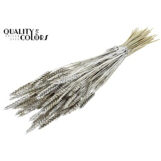 QC Getrockneter Weizen | Farbe: Platinfarben + Glitzer | Triticum Trockenblumen | Länge ± 60 Zentimeter | Gewicht 220 Gramm | Pro Bund