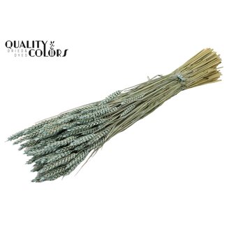 QC Getrockneter Weizen | Farbe: Frosted Hellblau | Triticum Trockenblumen | Länge ± 60 Zentimeter | Gewicht 220 Gramm | Pro Bund