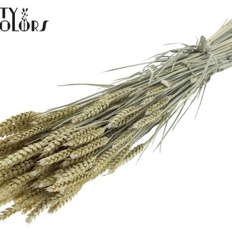 QC Dried Wheat | Colour: Frosted Light Yellow | Triticum Dried Flowers | Length ± 60 centimetres | Weight 220 grams | Per bunch
