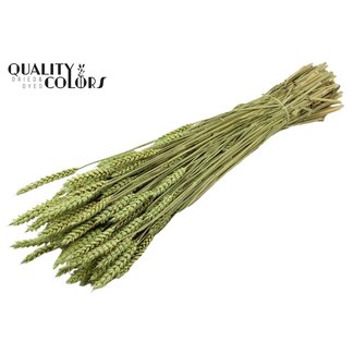 QC Gedroogde Tarwe | Kleur: Frosted Mintgroen | Triticum Droogbloemen | Lengte ± 60 centimeter | Gewicht 220 gram | Per bos
