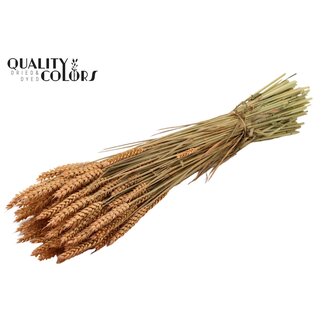 QC Getrockneter Weizen | Farbe: Frostiges Lachsfarben | Triticum Trockenblumen | Länge ± 60 Zentimeter | Gewicht 220 Gramm | Pro Bund