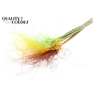 QC Gedroogd Stipa Vedergras “Summer Mix” | Kleur: Gemengde Kleuren | Stypha Penata Droogbloemen | Lengte ± 60 centimeter | 10 pluimpjes per bos | Per bos