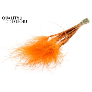 QC Gedroogd Stipa Vedergras | Kleur: Oranje | Stypha Penata Droogbloemen | Lengte ± 60 centimeter | 10 pluimpjes per bos | Per bos