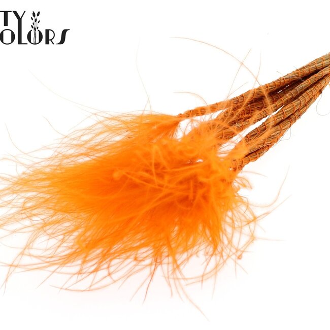 Getrocknetes Stipa-Federgras | Farbe: Orange | Stypha Penata Trockenblumen | Länge ± 60 Zentimeter | 10 Wedel pro Bund | Pro Bund