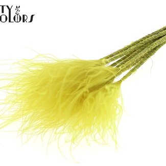 QC Dried Stipa Feather Grass | Colour: Yellow | Stypha Penata Dried Flowers | Length ± 60 centimetres | 10 plumes per bunch | Per bunch