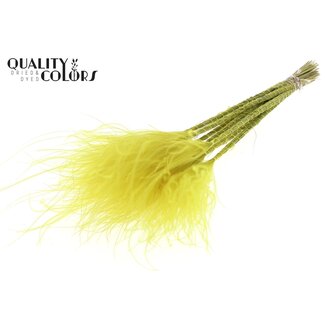 QC Gedroogd Stipa Vedergras | Kleur: Geel | Stypha Penata Droogbloemen | Lengte ± 60 centimeter | 10 pluimpjes per bos | Per bos