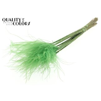 QC Gedroogd Stipa Vedergras | Kleur: Lichtgroen | Stypha Penata Droogbloemen | Lengte ± 60 centimeter | 10 pluimpjes per bos | Per bos