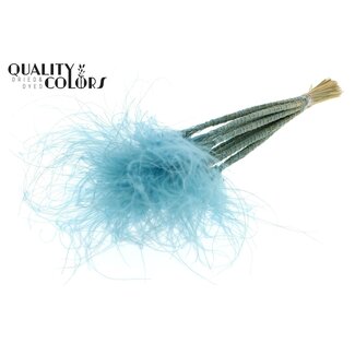 QC Gedroogd Stipa Vedergras | Kleur: Lichtblauw | Stypha Penata Droogbloemen | Lengte ± 60 centimeter | 10 pluimpjes per bos | Per bos