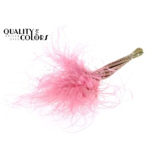 QC Getrocknetes Stipa Federgras | Farbe: Rosa | Stypha Penata Trockenblumen | Länge ± 60 Zentimeter | 10 Blüten pro Bund | Pro Bund