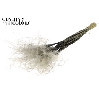 QC Gedroogd Stipa Vedergras | Kleur: Grijs | Stypha Penata Droogbloemen | Lengte ± 60 centimeter | 10 pluimpjes per bos | Per bos