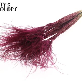 QC Getrocknetes Stipa Federgras | Farbe: Bordeauxrot | Stypha Penata Trockenblumen | Länge ± 60 Zentimeter | 10 Wedel pro Bund | Pro Bund