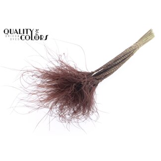 QC Gedroogd Stipa Vedergras | Kleur: Bruin | Stypha Penata Droogbloemen | Lengte ± 60 centimeter | 10 pluimpjes per bos | Per bos