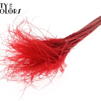 QC Gedroogd Stipa Vedergras | Kleur: Rood | Stypha Penata Droogbloemen | Lengte ± 60 centimeter | 10 pluimpjes per bos | Per bos