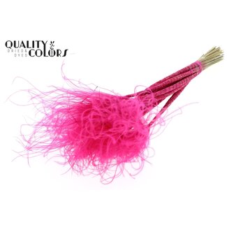 QC Dried Stipa Feather Grass | Colour: Cherry-coloured | Stypha Penata Dried Flowers | Length ± 60 centimetres | 10 plumes per bunch | Per bunch