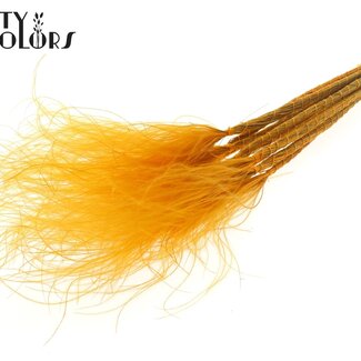 QC Dried Stipa Feather Grass | Colour: Apricot | Stypha Penata Dried Flowers | Length ± 60 centimetres | 10 plumes per bunch | Per bunch
