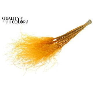 QC Gedroogd Stipa Vedergras | Kleur: Abrikooskleurig | Stypha Penata Droogbloemen | Lengte ± 60 centimeter | 10 pluimpjes per bos | Per bos