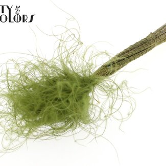 QC Dried Stipa Feather Grass | Colour: Olive Green | Stypha Penata Dried Flowers | Length ± 60 centimetres | 10 plumes per bunch | Per bunch