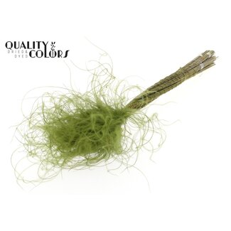 QC Gedroogd Stipa Vedergras | Kleur: Olijfgroen | Stypha Penata Droogbloemen | Lengte ± 60 centimeter | 10 pluimpjes per bos | Per bos