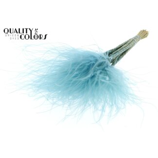 QC Gedroogd Stipa Vedergras | Kleur: Pastelblauw | Stypha Penata Droogbloemen | Lengte ± 60 centimeter | 10 pluimpjes per bos | Per bos