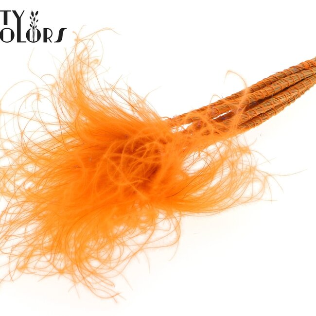 Stipa Pennée Séchée | Couleur : Pastel Orange | Stypha Penata Fleurs Séchées | Longueur ± 60 centimètres | 10 plumets par bouquet | Par bouquet