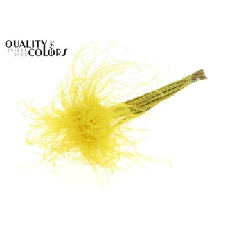 QC Getrocknetes Stipa-Federgras | Farbe: Pastellgelb | Stypha Penata Trockenblumen | Länge ± 60 Zentimeter | 10 Blüten pro Bund | Pro Bund
