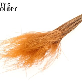 QC Stipa Pennée Séchée | Couleur : Terre cuite | Stypha Penata Fleurs Séchées | Longueur ± 60 centimètres | 10 plumets par bouquet | Par bouquet