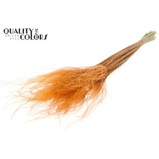 QC Gedroogd Stipa Vedergras | Kleur: Terracotta | Stypha Penata Droogbloemen | Lengte ± 60 centimeter | 10 pluimpjes per bos | Per bos